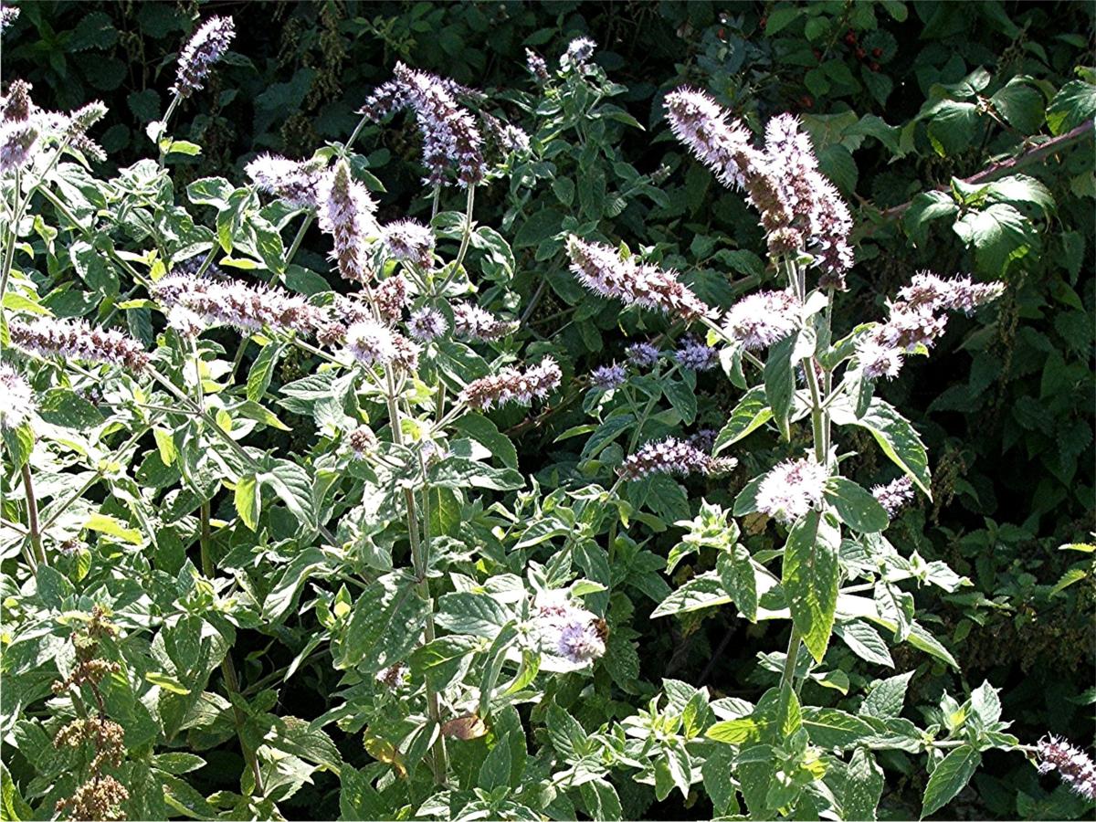 نعناع زینتی